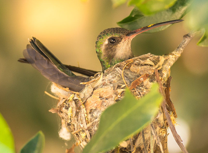 Hummingbirds from backyards and beyond